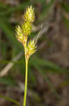 Shortbeak sedge